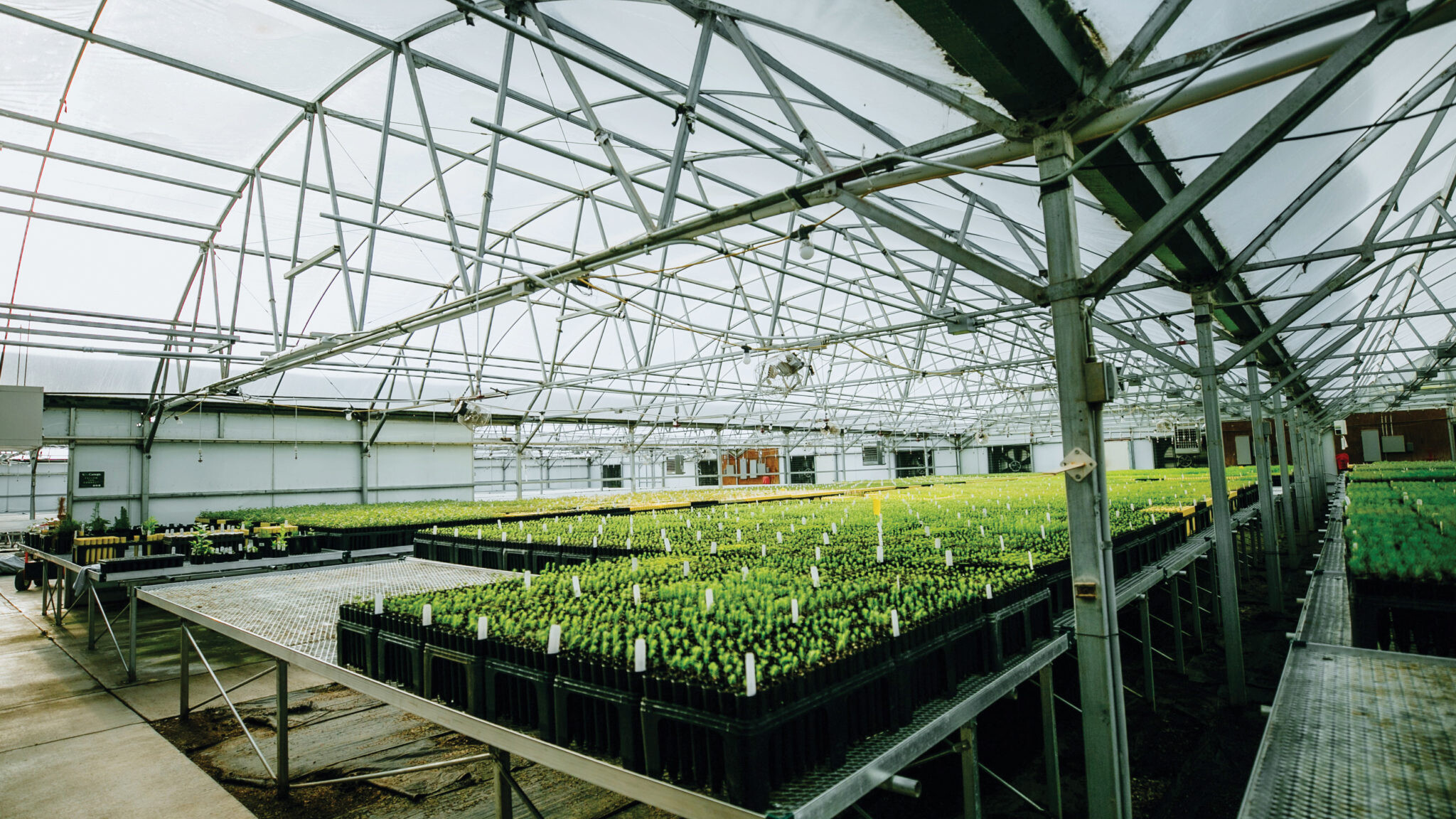 OneCanopy’s germination greenhouse